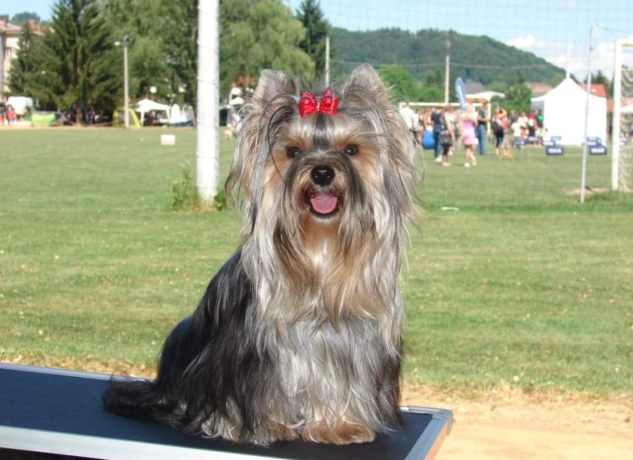 yorkshire-terrier-stenci-primamo-rezervacije-slika-171554465.jpg