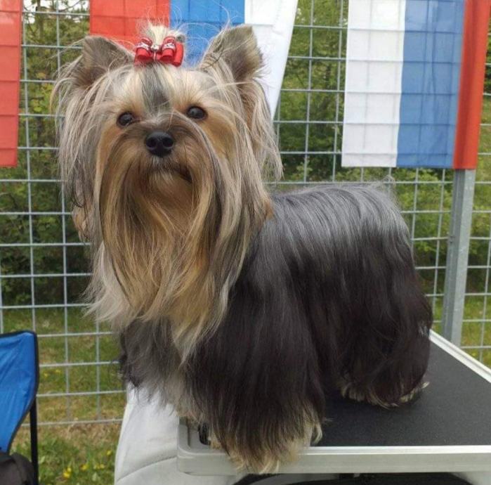 yorkshire-terrier-stenci-primamo-rezervacije-slika-171554466.jpg